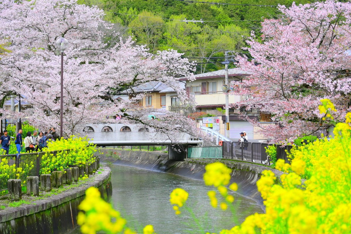 コイ太郎 tweet media