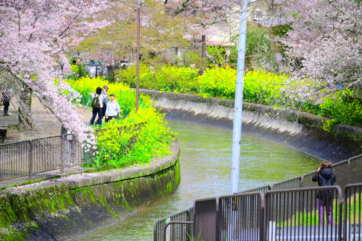 コイ太郎 tweet media