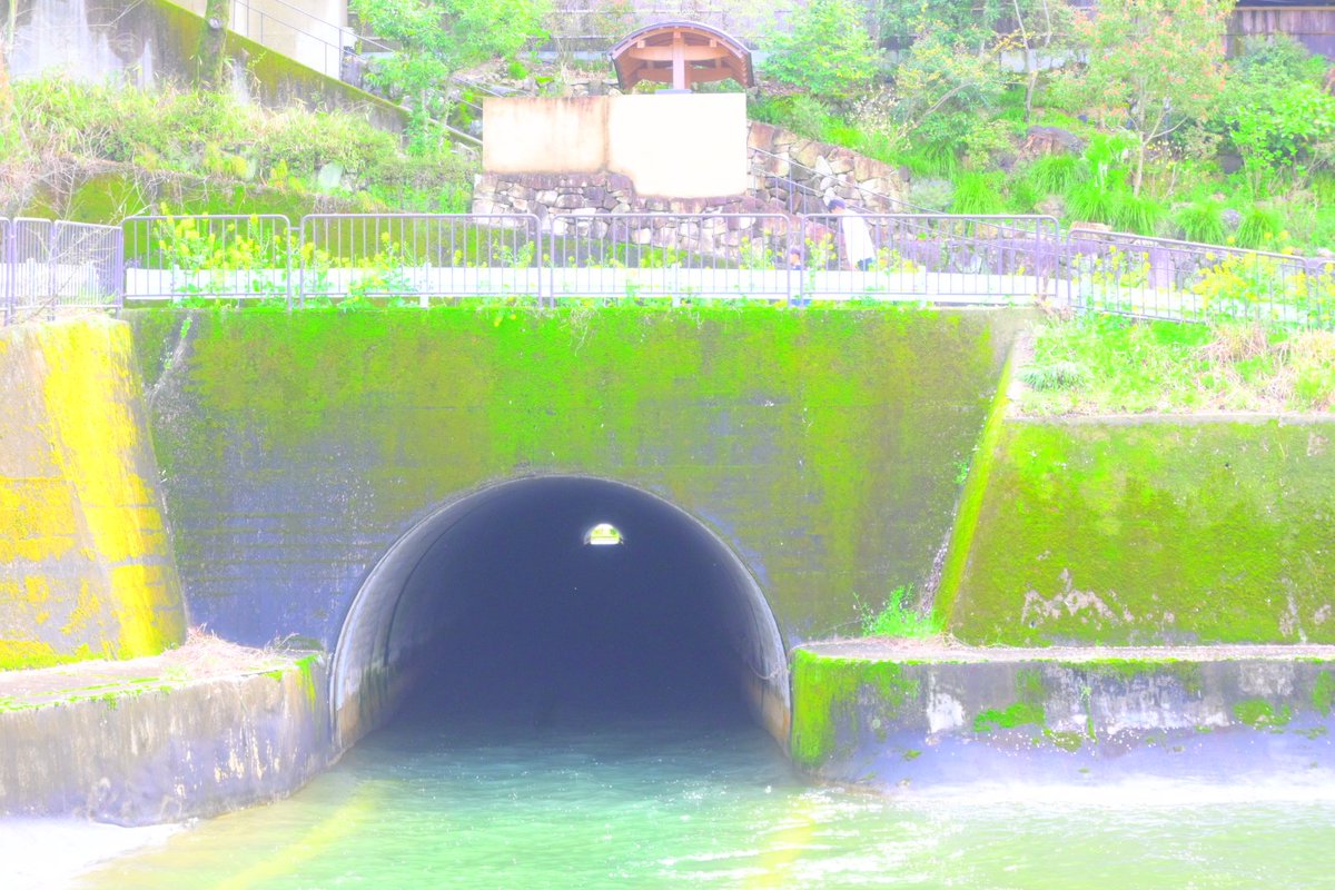 コイ太郎 tweet media