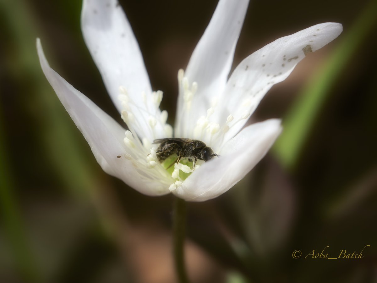 ばっち tweet media