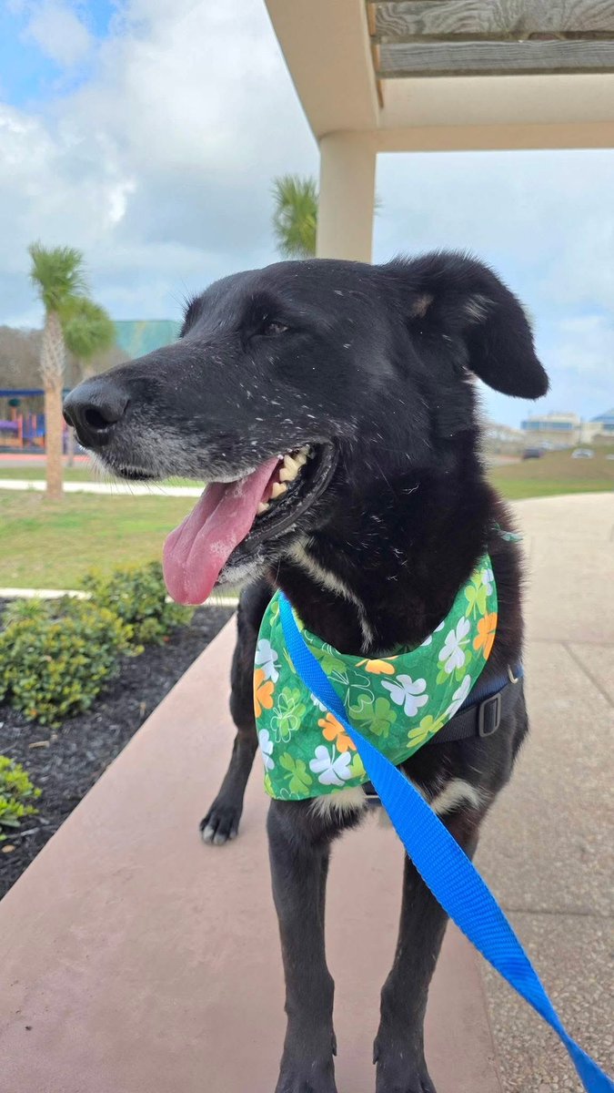 LisaBrabson's tweet image. LARRY #A385070 4yo,I just saw 5 of my friends being rescued,WHY not ME,I sure don't want to Die 😭"
"@FHDRofSETX said I can go too,but I  need more Donations, or I  can't go!"
Friends! Won't u plz #Donate to save this darling boy,even $1 will add up
#CorpusChristiACS Plz HELP🆘️