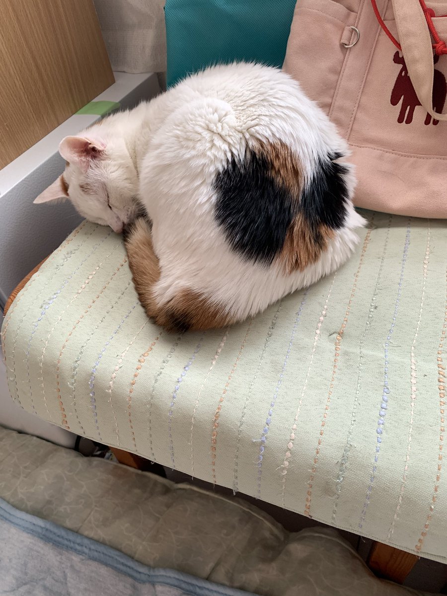 ichi_heart's tweet photo. ぐっすりtime Zzz‥‥
実はてんかん持ちなんです
#ねこ #cat #アニマルパープルday https://t.co/MzPokUZ3wd