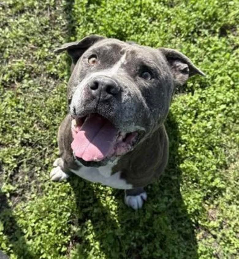 LisaBrabson's tweet image. BALBOA #A385099 8yo
"I got left behind again 😭 5 of my friends were save,but not me,but @FHDRofSETX said they would save me too,but not without more Donations to cover my care! I don't know what that means,but I  don't want to Die "
Plz #Donate to save darling,even $1 adds up