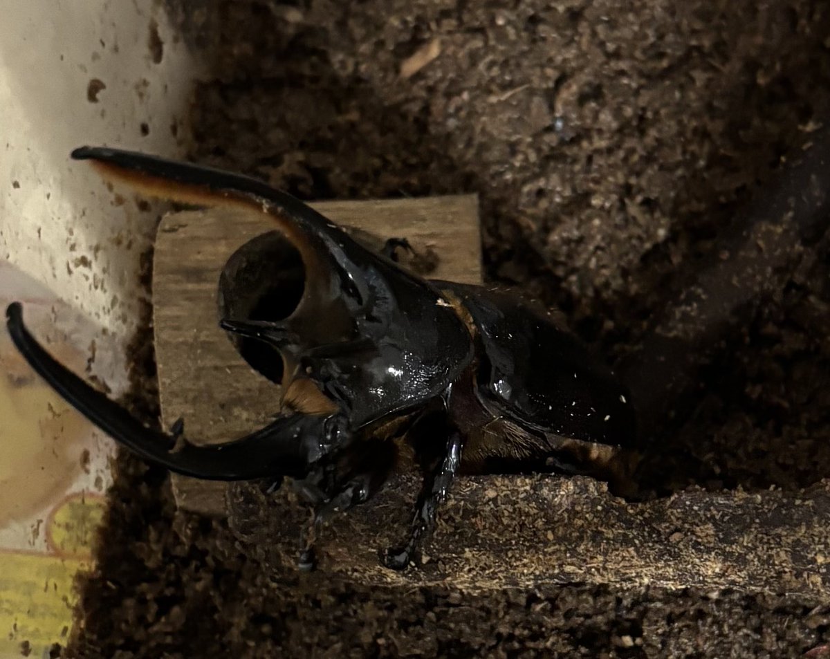 あとらんた@通常運転 tweet media