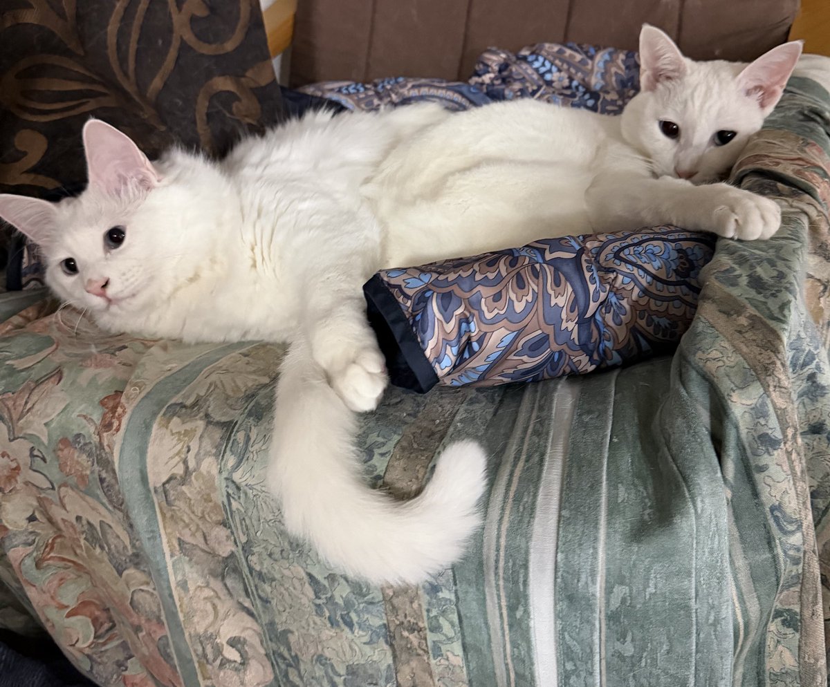 もーりー tweet media