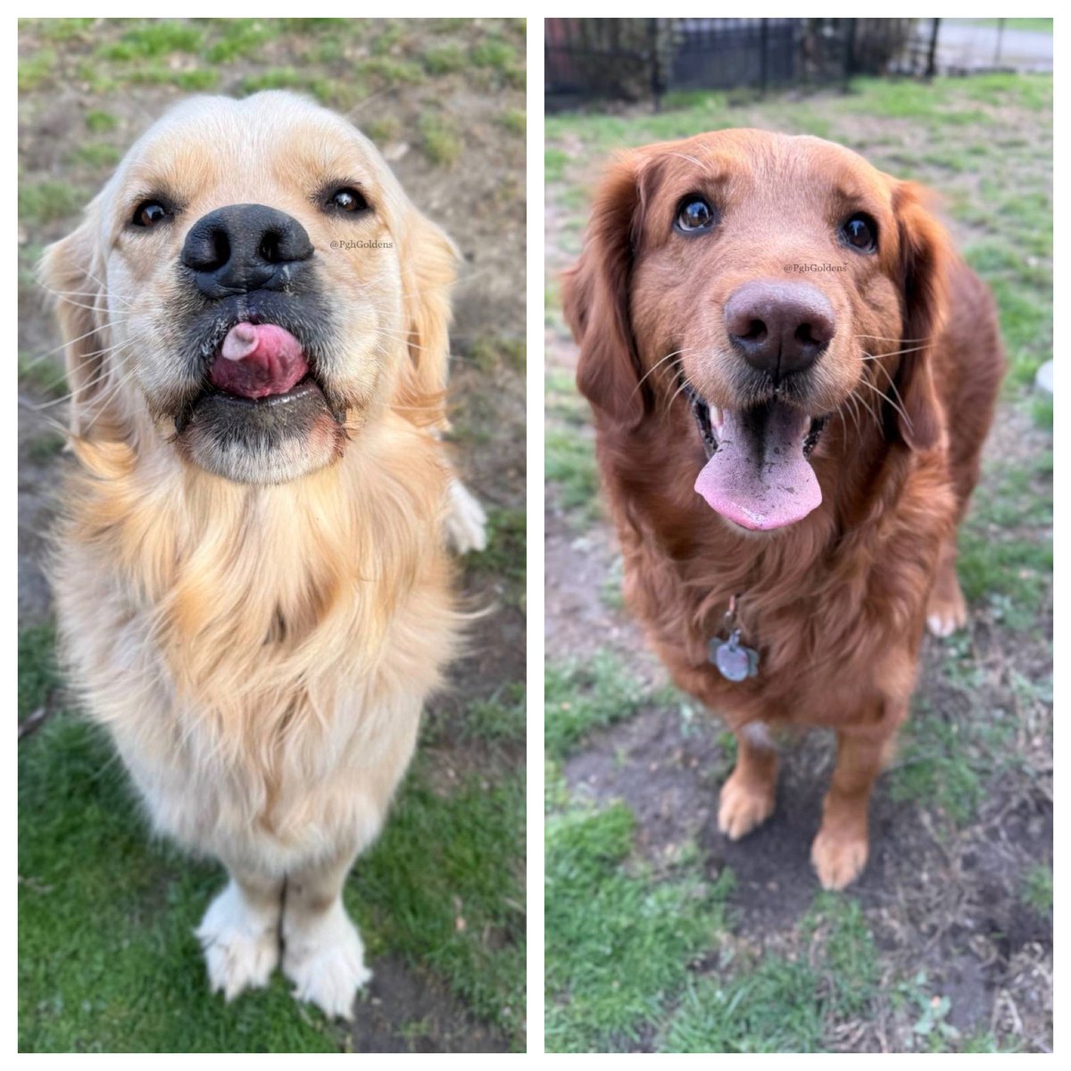 PghGoldens's tweet image. Tell us it’s #TongueOutTuesday without telling us it’s Tongue Out Tuesday. #GRC 

#DogsOfTwitter #GoldenRetrievers #PghGoldens
