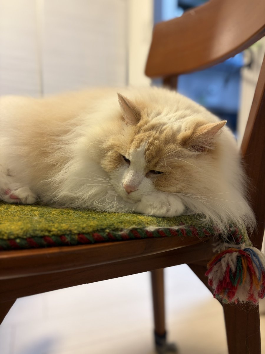 るいにゃ tweet media