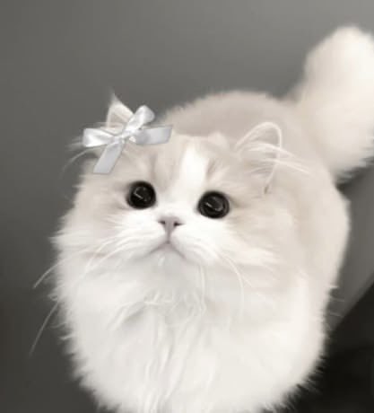 ｼｮﾋﾟ tweet media