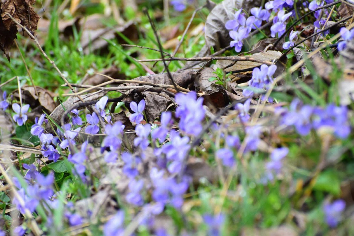 Regia Națională a Pădurilor - Romsilva tweet media