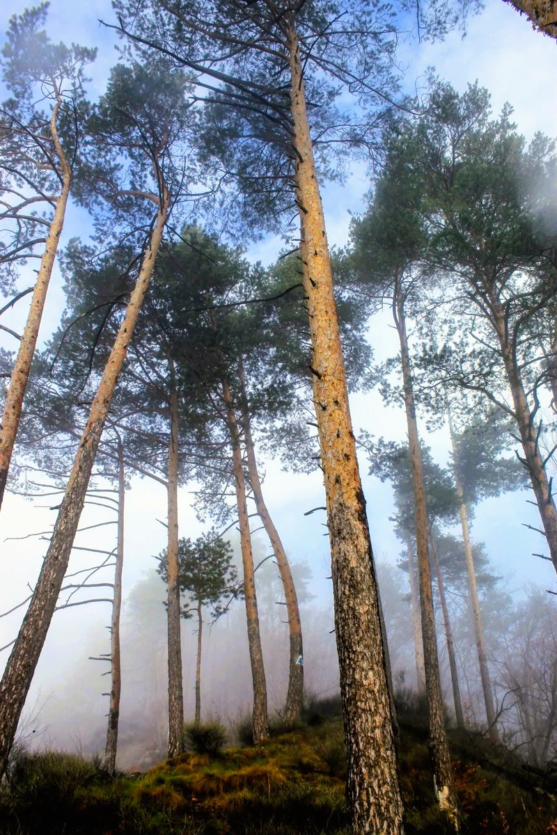 Regia Națională a Pădurilor - Romsilva tweet media