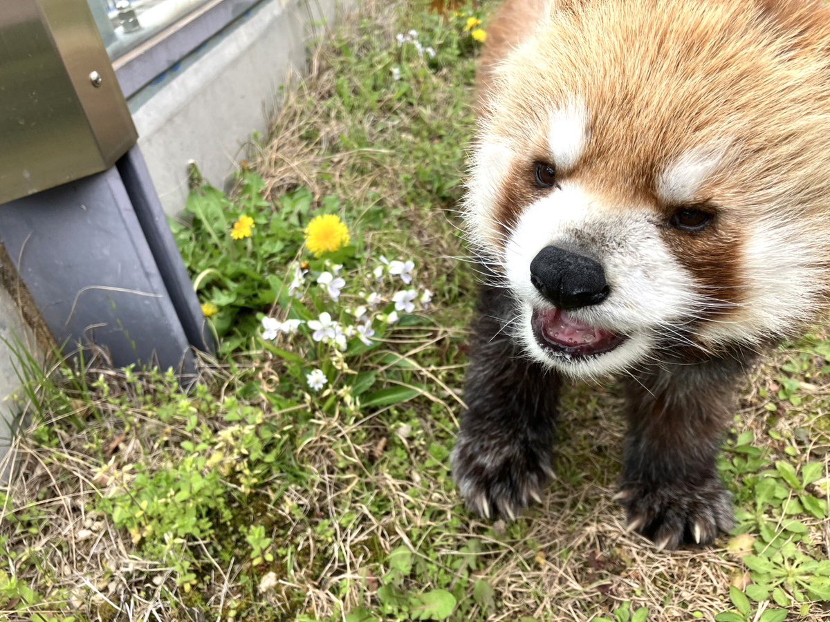 TOKUYAMA_ZOO's tweet photo. 風花とお花。

#徳山動物園　#シセンレッサーパンダ　#レッサーパンダ　#風花　#花 https://t.co/1kSMfqbncv