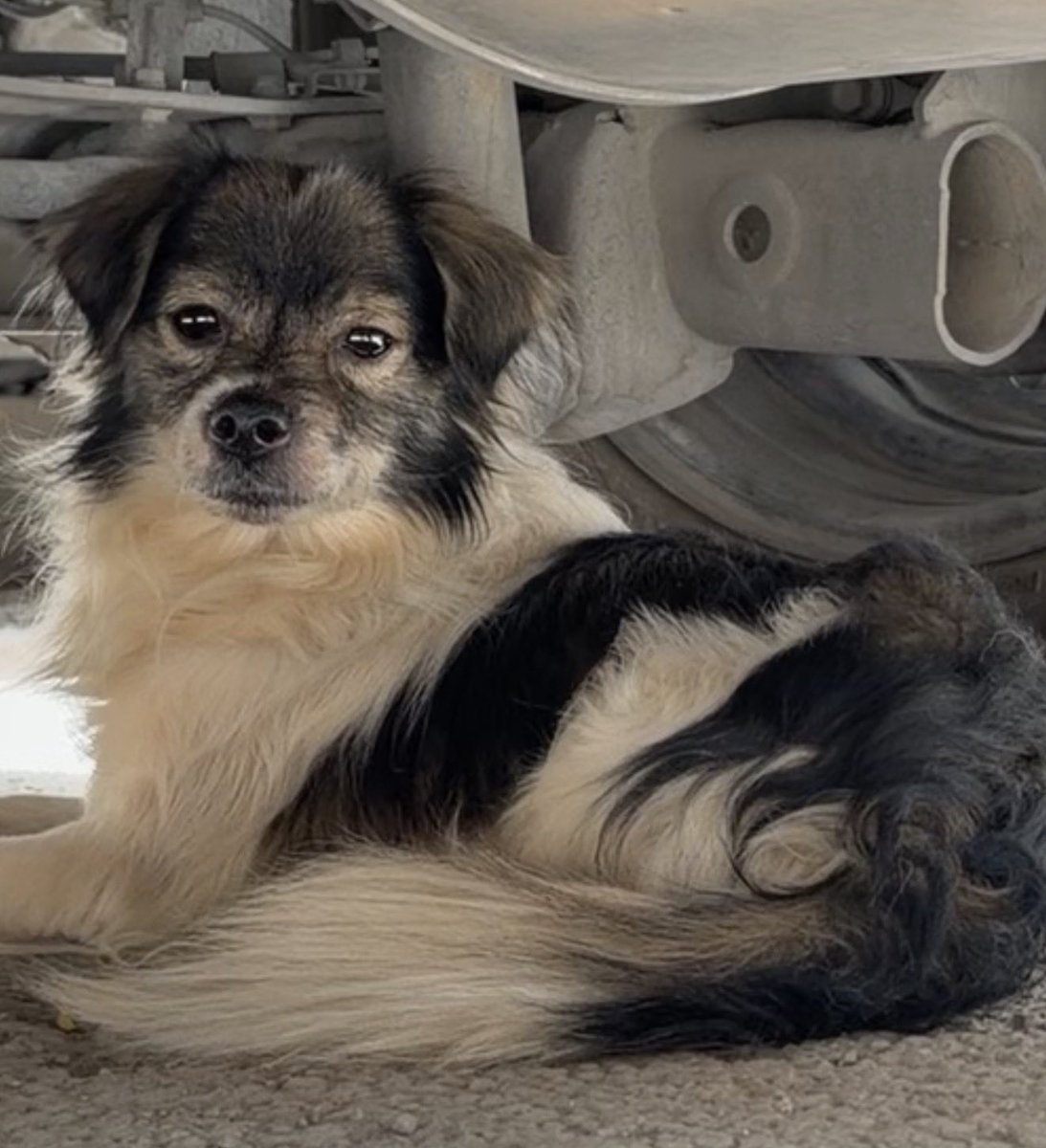 Haitham khaled tweet media