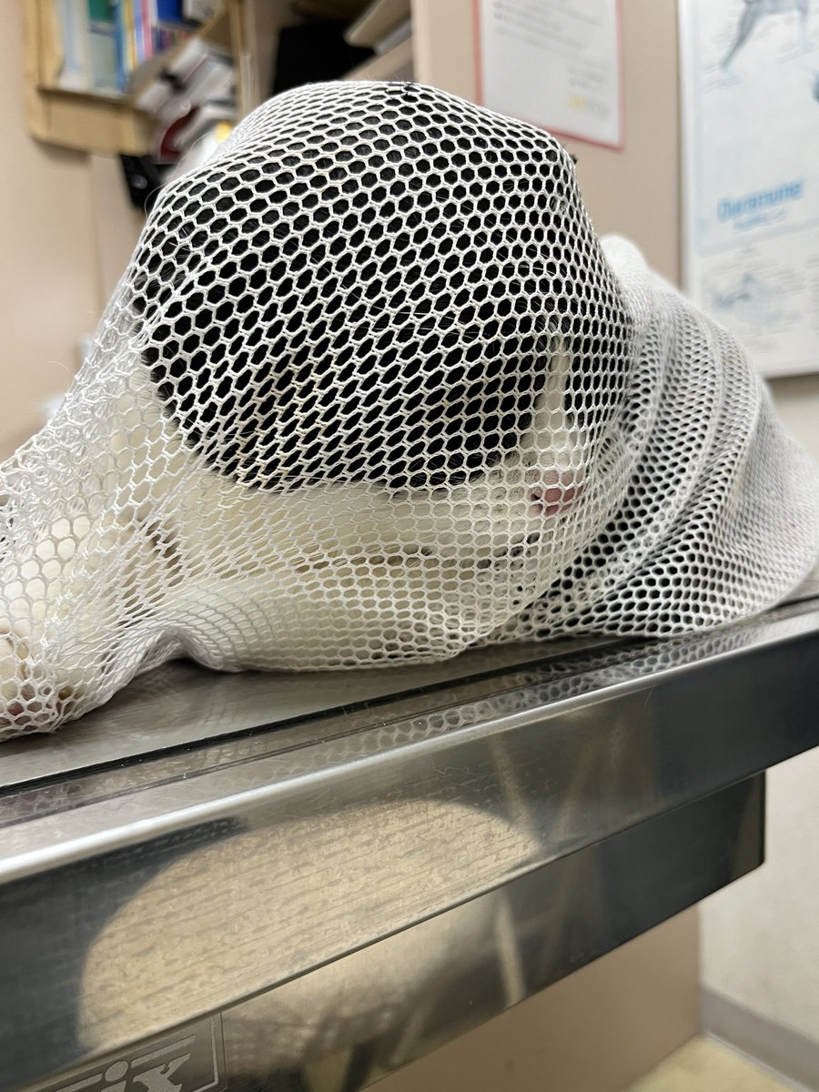 Cat for Light tweet media