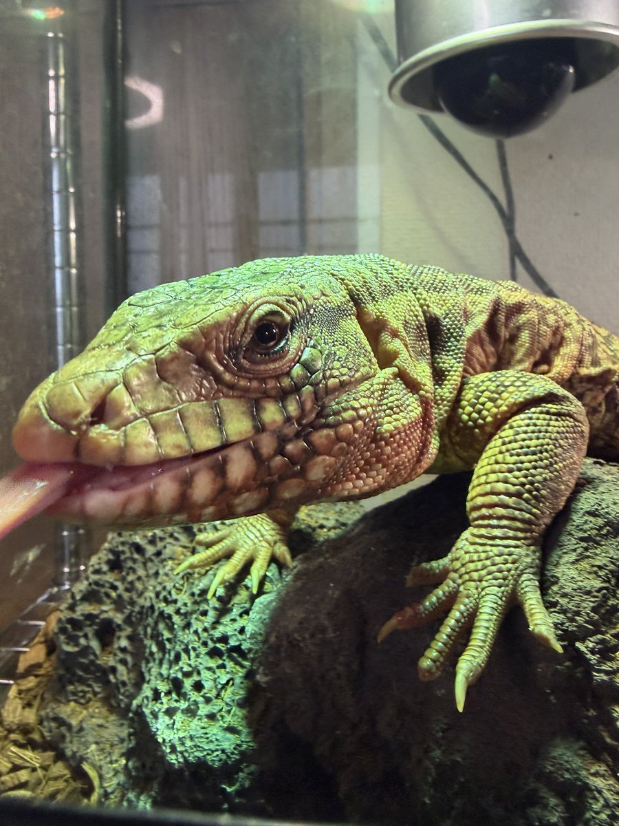 えだちゃん tweet media