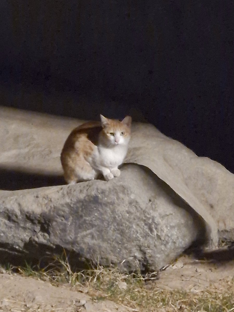 정통무인 tweet media