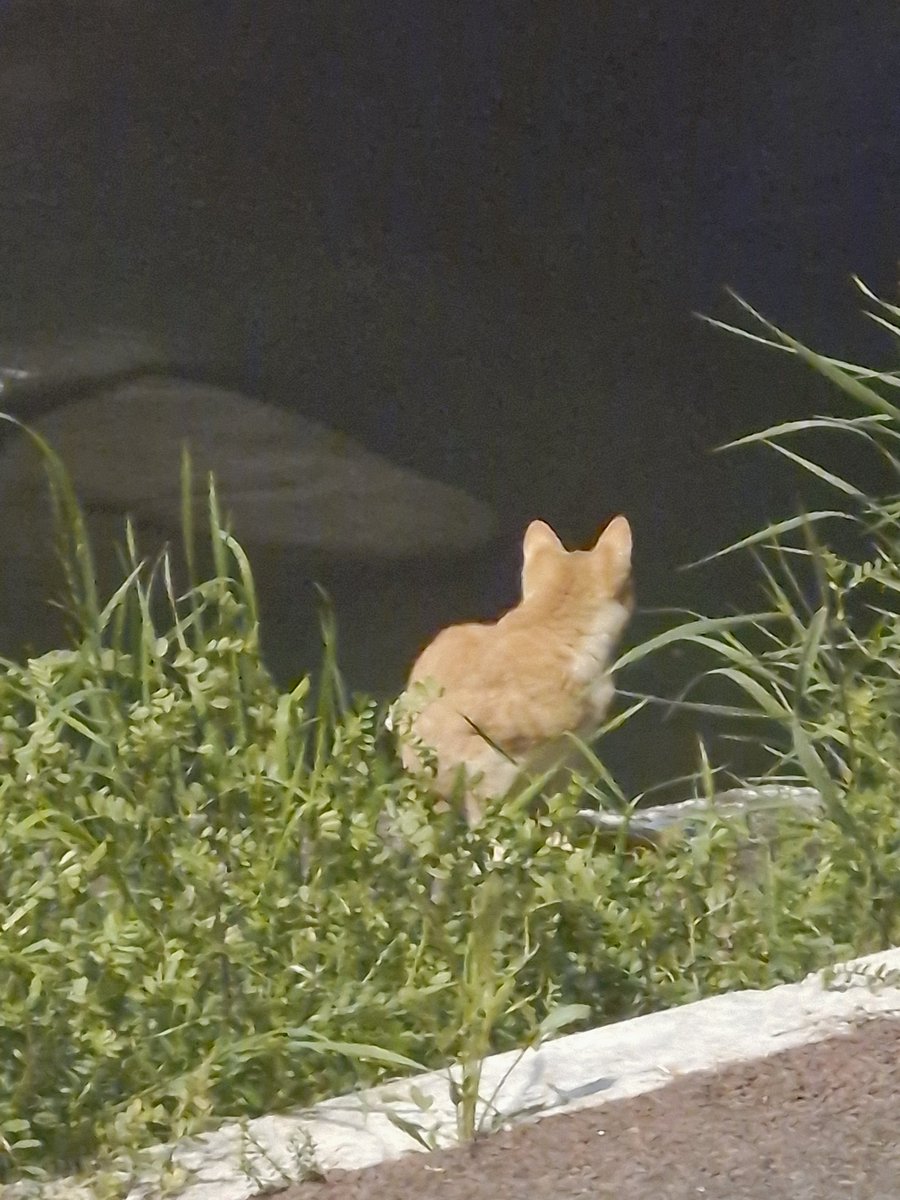 정통무인 tweet media