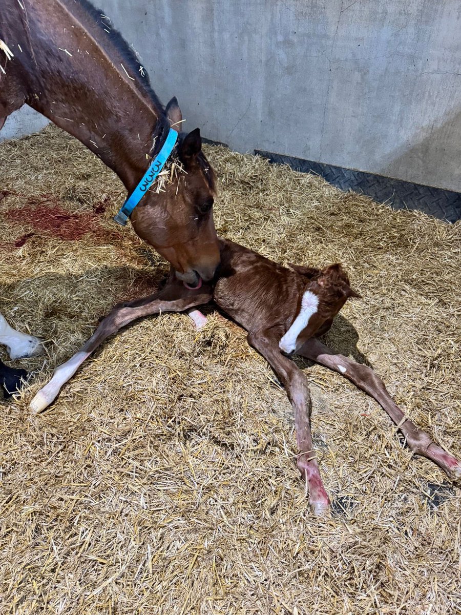 Rylee Magnon tweet media