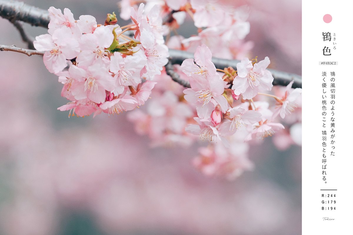 あえかなる星の住処 tweet media