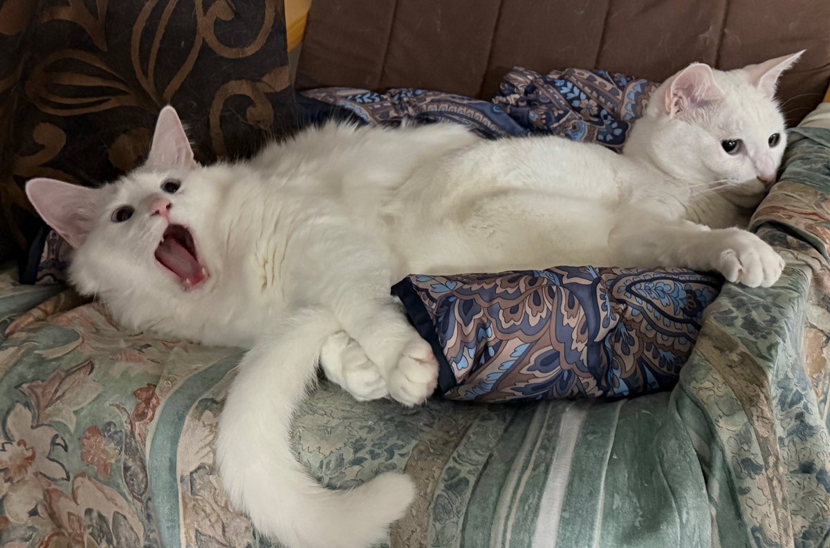 もーりー tweet media