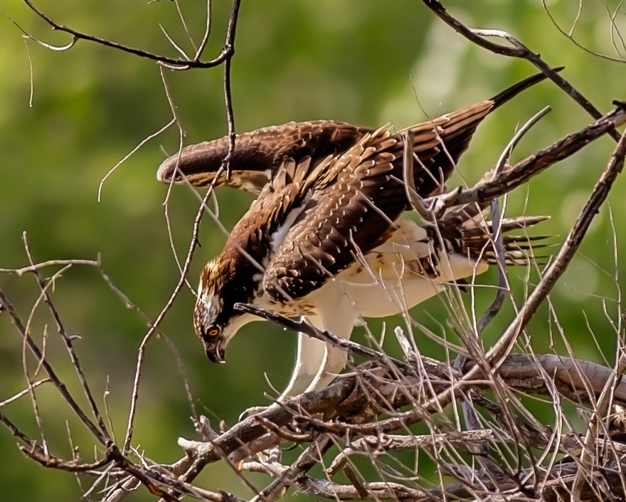 Kristin Mae Photography tweet media