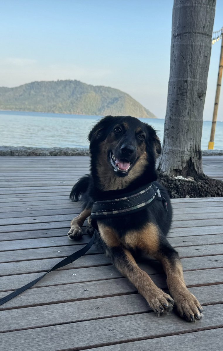 Niall Harbison tweet media