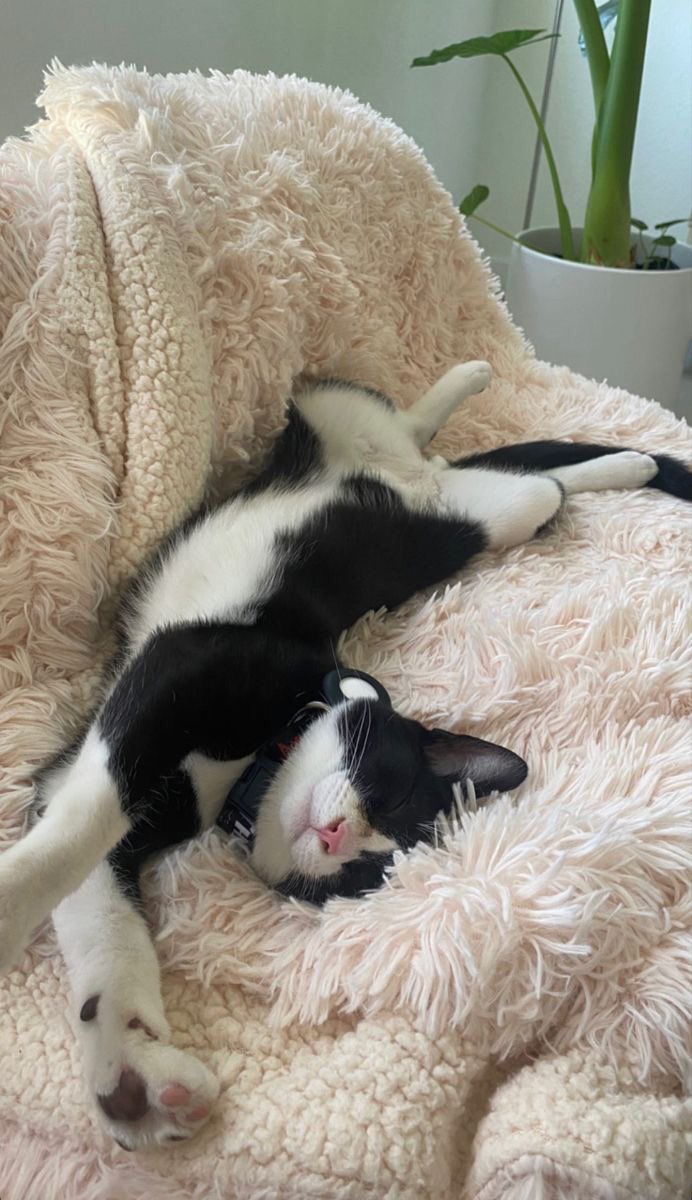 からあげ🎌 tweet media