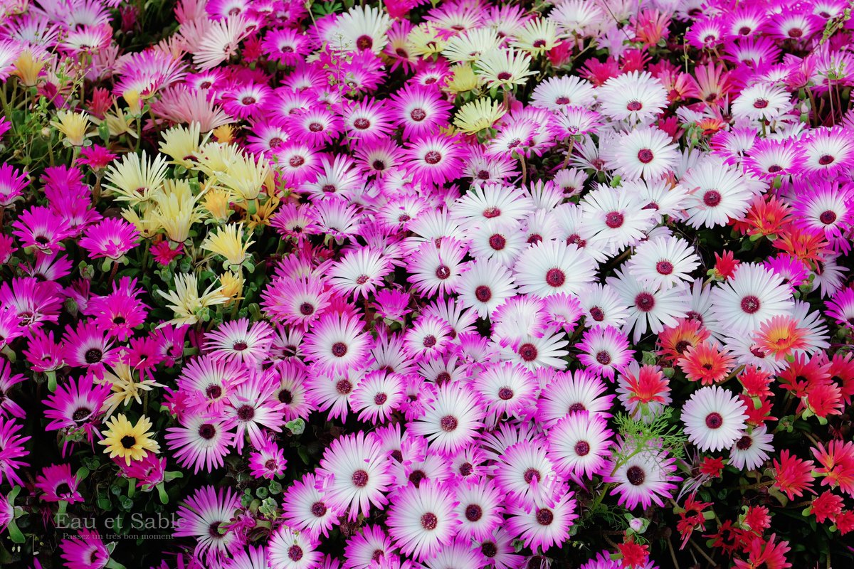 eau_et_sable's tweet photo. 去年までと植わっている場所が違うので
どうかな?と思っていたけど
元気に咲いていました✨嬉しい✨
おやすみなさい🌛
#いつもの公園
#リビングストンデイジー
#花言葉・無邪気・純真 https://t.co/Rn6qMv70Hv