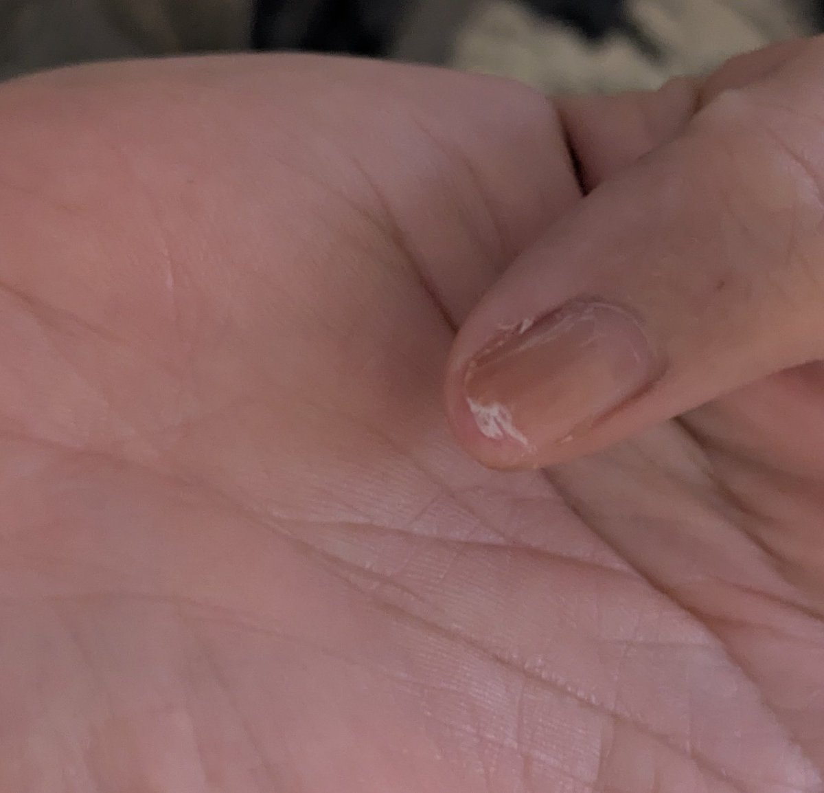 ぴーにゃっつ tweet media