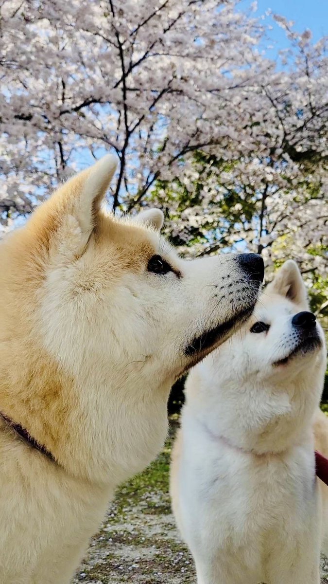 奏ちよこ Chiyoko Kana tweet media