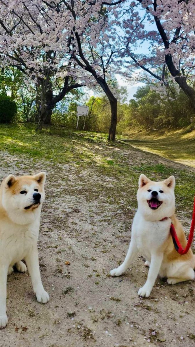 奏ちよこ Chiyoko Kana tweet media