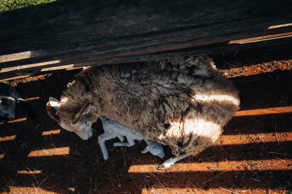 NikoleHahn's tweet photo. My sheep listen to my voice; I know them, and they follow me. 28 I give them eternal life, and they will never perish. No one can snatch them away from me,
John 10: 27-28

📷 Brattensville SC https://t.co/4wJALFCqEd