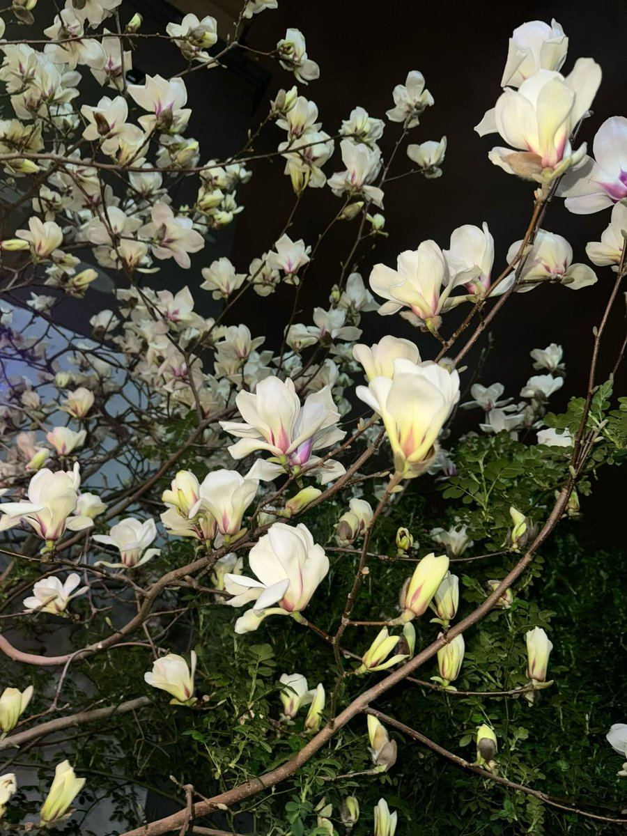 Justmzfonz's tweet photo. 春日限定白玉兰 https://t.co/dgXlA6ldhW