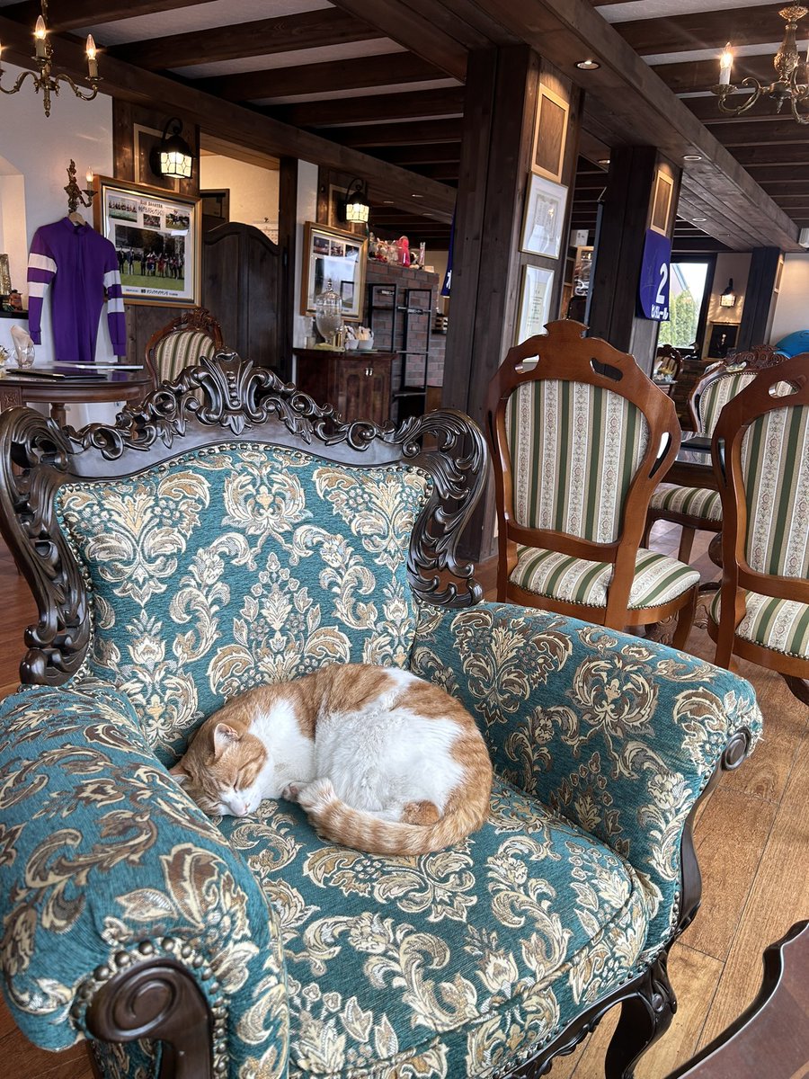 ウサマック tweet media