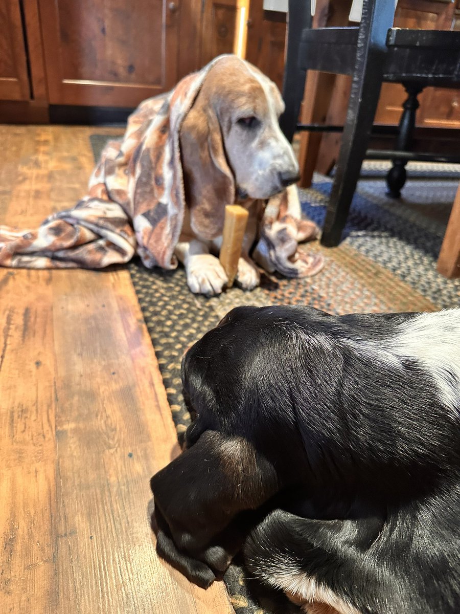 Mockler Bassets tweet media