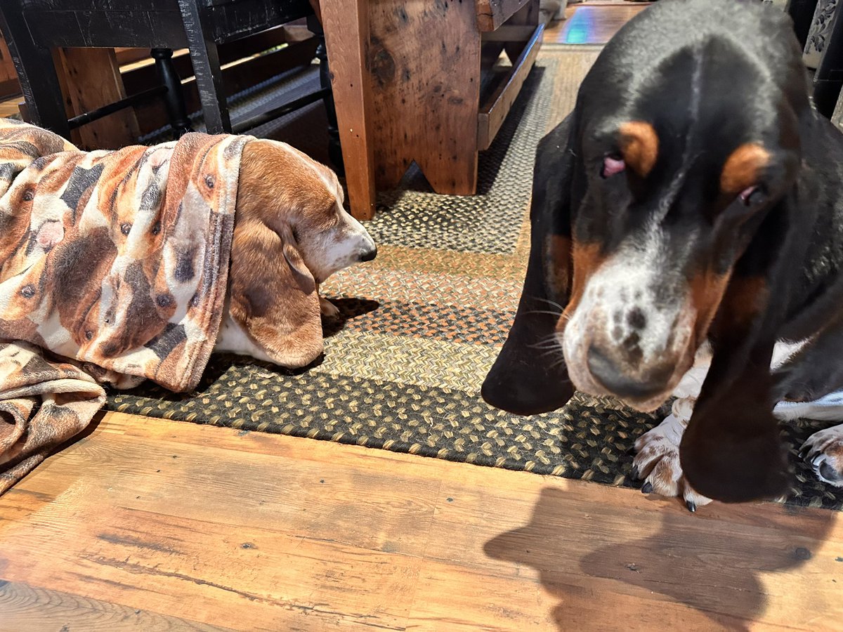 Mockler Bassets tweet media