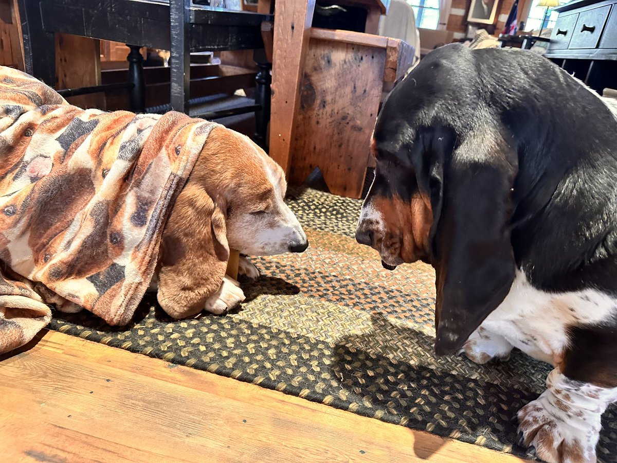 Mockler Bassets tweet media