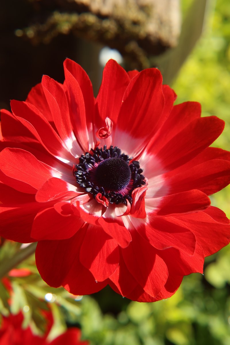 gontanokoneroku's tweet image. "However difficult life may seem, there is always something you can do and succeed at."— Stephen Hawking

Good morning,friends. Did you sleep well? 😇     

Wed 7:00AM 🇯🇵
#Anemone