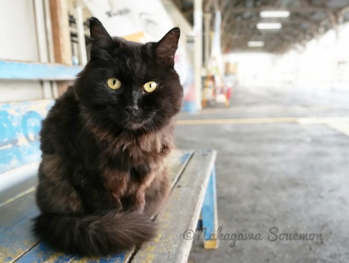 駅猫『おさむ』【本家】🍙 tweet media