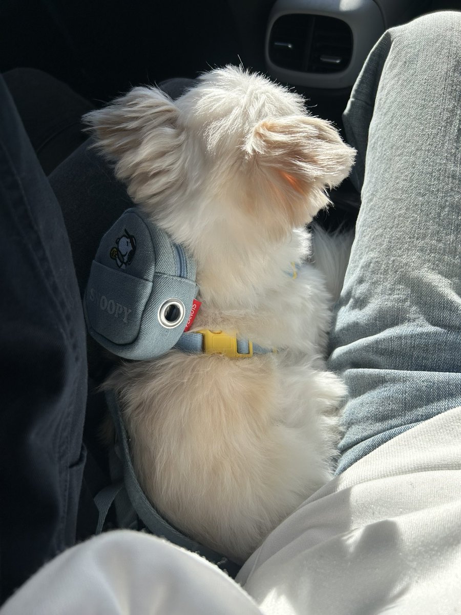 강아지 tweet media