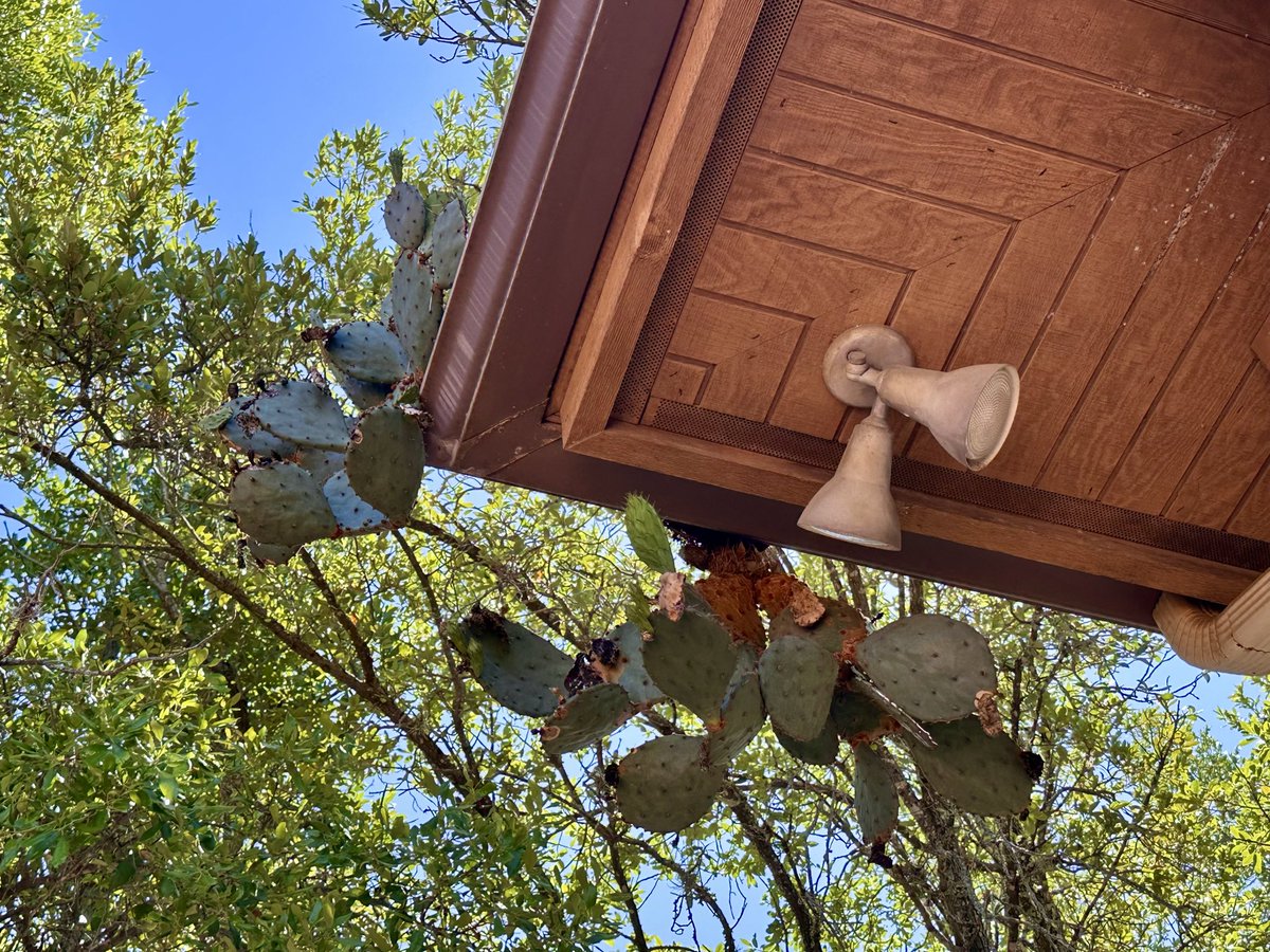 Probably Austin’s Best Roofer tweet media