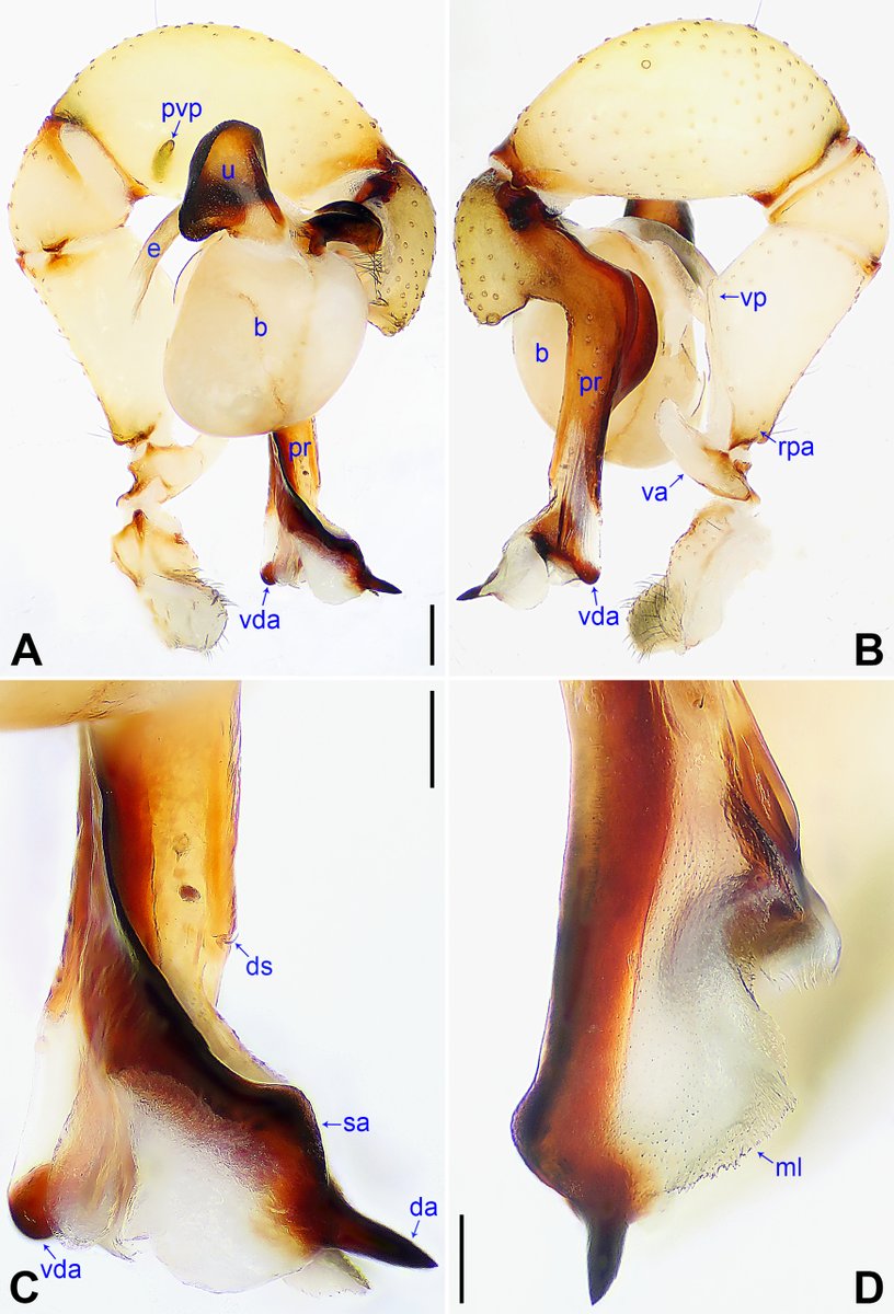 ZooKeys_Journal's tweet image. Two new species of cellar #spiders have been described from Inner Mongolia in northern China: 𝘗𝘩𝘰𝘭𝘤𝘶𝘴 𝘢𝘭𝘢𝘴𝘩𝘢𝘯 and 𝘗. 𝘤𝘩𝘪𝘧𝘦𝘯𝘨.

These species represent the first #records of this group from this region: doi.org/10.3897/zookey…