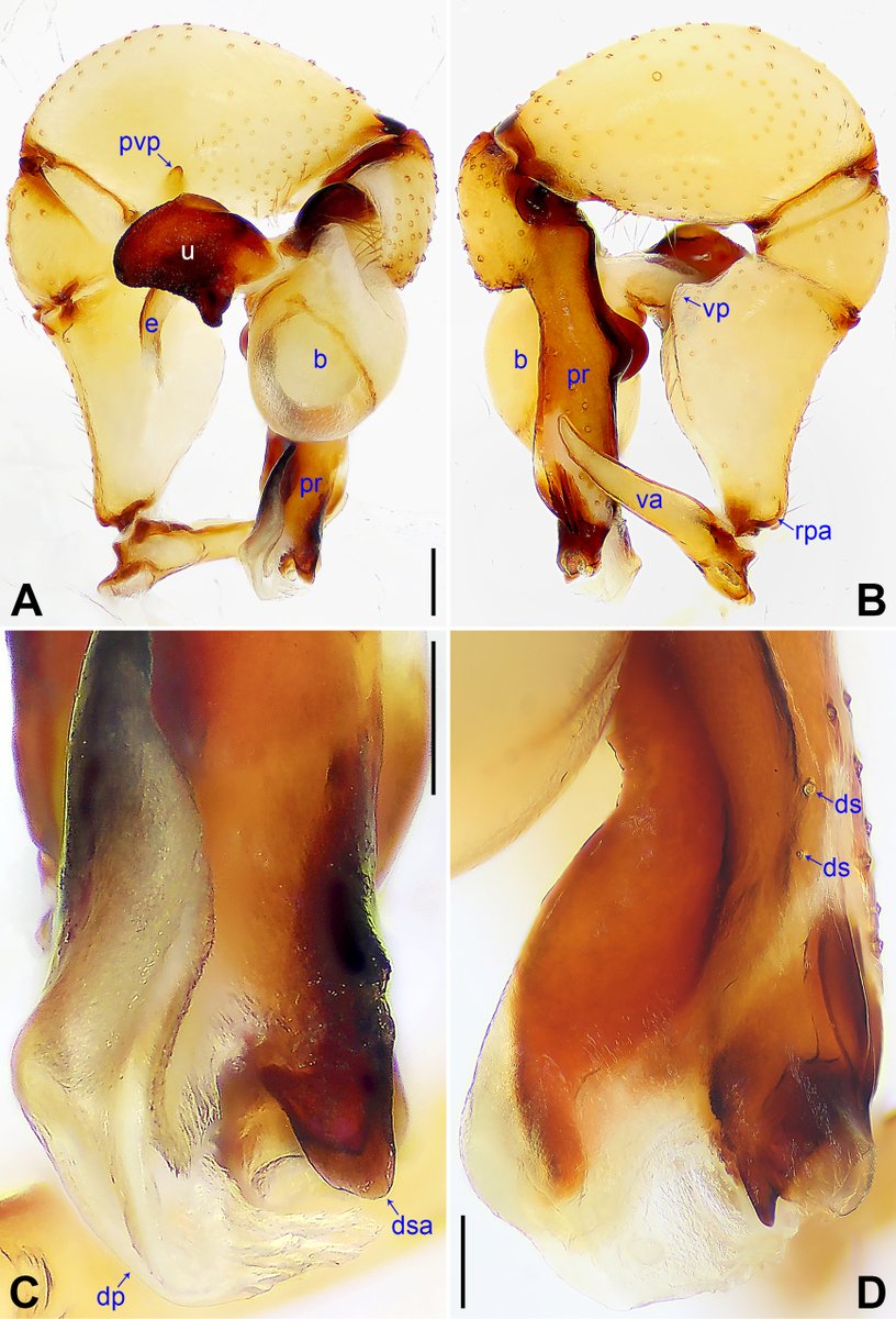 ZooKeys_Journal's tweet image. Two new species of cellar #spiders have been described from Inner Mongolia in northern China: 𝘗𝘩𝘰𝘭𝘤𝘶𝘴 𝘢𝘭𝘢𝘴𝘩𝘢𝘯 and 𝘗. 𝘤𝘩𝘪𝘧𝘦𝘯𝘨.

These species represent the first #records of this group from this region: doi.org/10.3897/zookey…