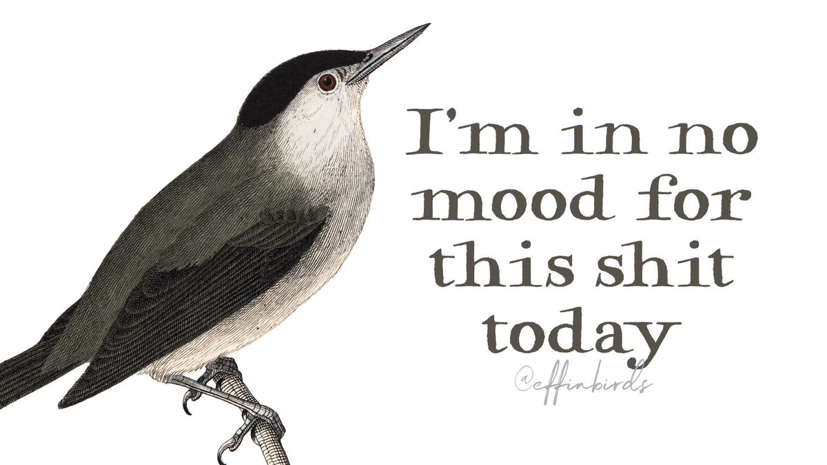 Effin' Birds tweet media