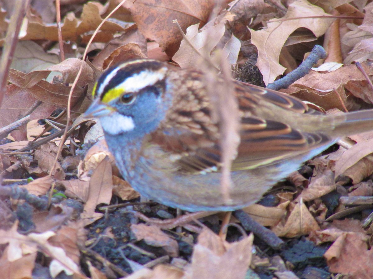 🦦Wild New York🐺 tweet media