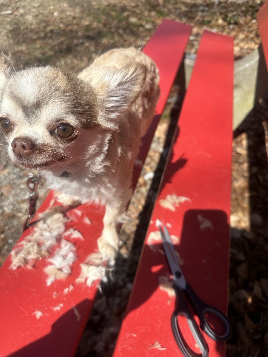 liberty✡️🚻🇩🇪🇨🇭🇮🇱 tweet media