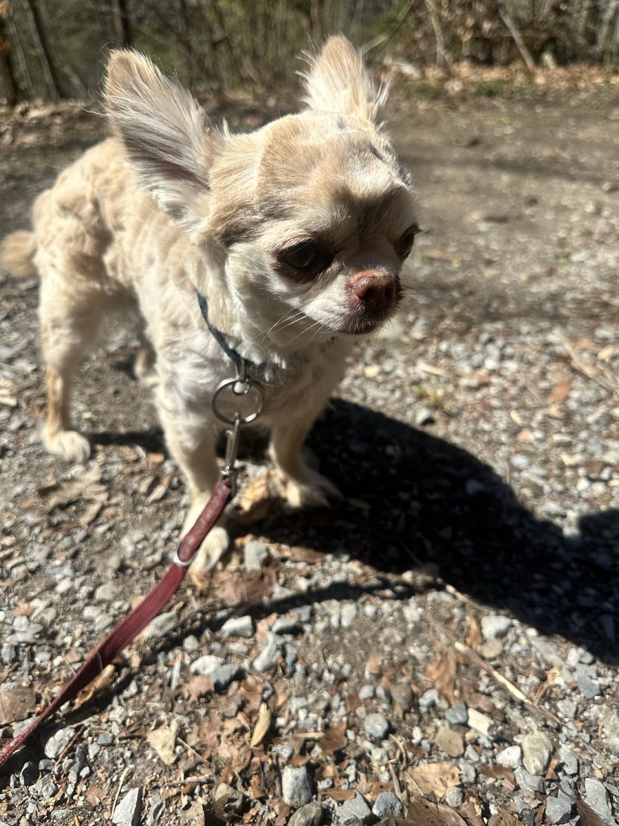 liberty✡️🚻🇩🇪🇨🇭🇮🇱 tweet media