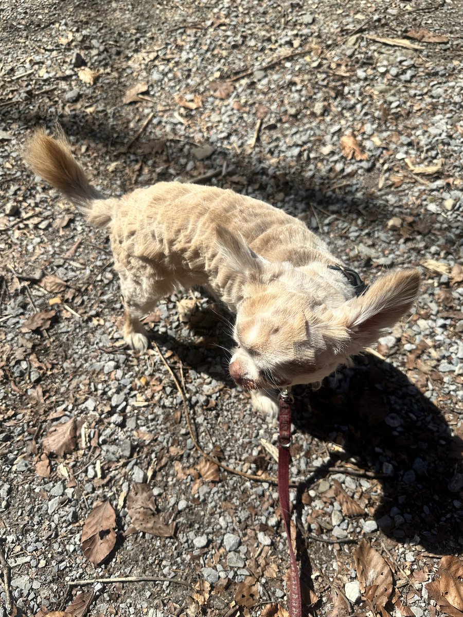 liberty✡️🚻🇩🇪🇨🇭🇮🇱 tweet media