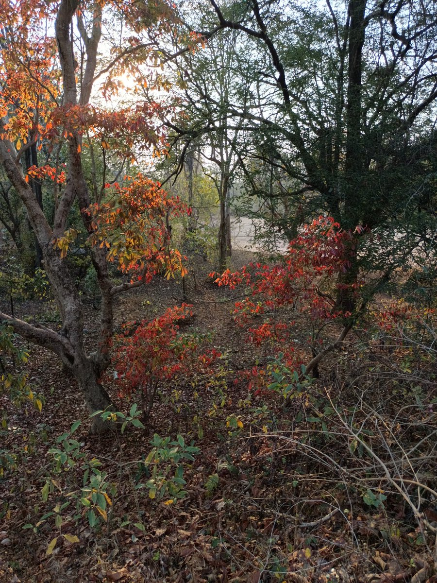 नीलेश रायचुरा tweet media