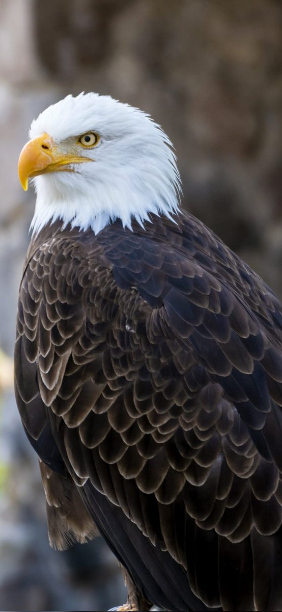 César Hernando Castellanos Orozco tweet media