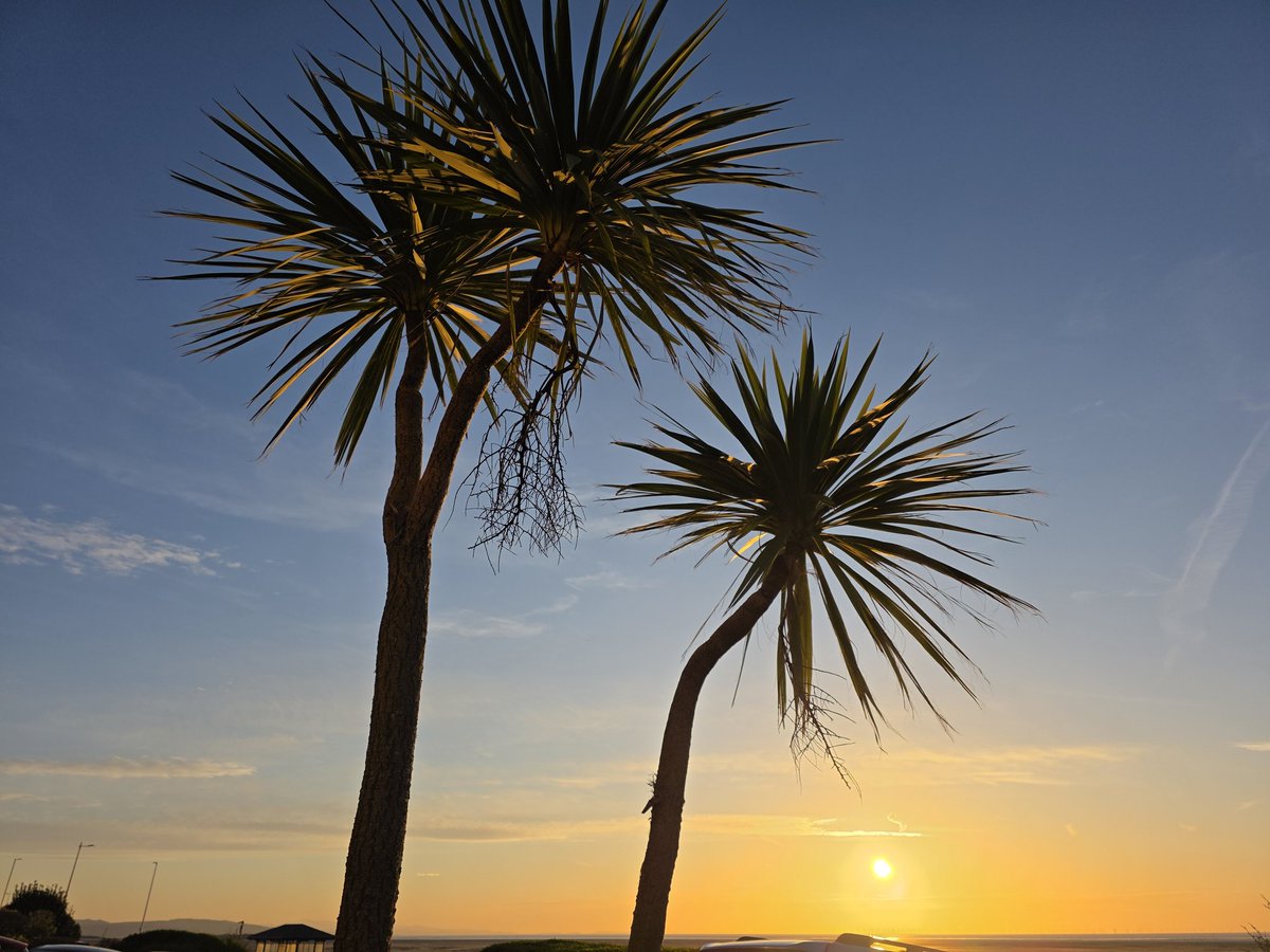 AllanConlin's tweet image. After a great #Hoylake sunset last night it was an exciting sunrise this morning with a clear overnight arrival of Warblers to our little garden.. plus 7 White Wags , 4 Wheatear on the beach , Gannet offshore and a SEO over the house &amp;amp; away  north. #Wirral #Home